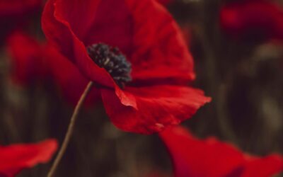 WORLD WAR I – a tribute